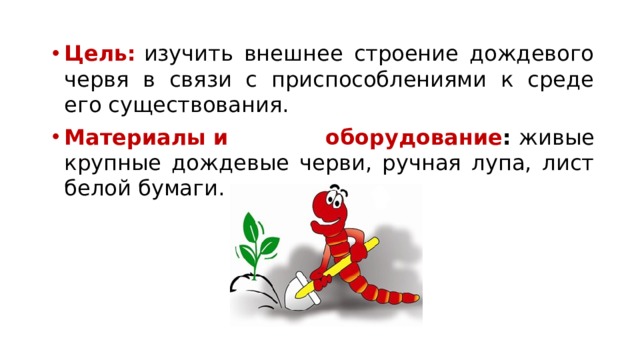 Цель:   изучить внешнее строение дождевого червя в связи с приспособлениями к среде его существования. Материалы   и оборудование :  живые крупные дождевые черви, ручная лупа, лист белой бумаги. 