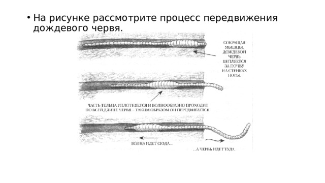 На рисунке рассмотрите процесс передвижения дождевого червя. 