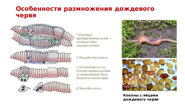 Яйца дождевых червей фото и описание