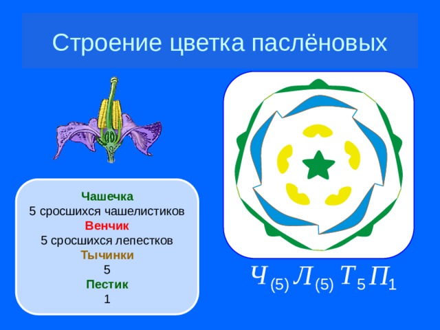 Строение цветка паслёновых Чашечка 5 сросшихся чашелистиков Венчик 5 сросшихся лепестков Тычинки 5 Пестик 1 Давай-ка мы с тобой рассмотрим цветок картофеля. У картофеля, как и у большинства пасленовых, цветок имеет двойной околоцветник. Чашечка состоит из пяти сросшихся чашелистиков.  Венчик сростнолепестный – из пяти белых или сиреневатых лепестков.  А какие интересные тычинки у цветков картофеля! Смотри, у них короткие тычиночные нити и длинные пыльники, которые плотно прилегают друг к другу, образуя сужающуюся кверху трубочку. В цветке всего пять тычинок.  Между тычинками выглядывает пестик. Он в цветке пасленовых один.  Таким образом, мы можем теперь нарисовать схему строения цветка пасленовых. Помни, что количество сросшихся частей чашечки или венчика заключается в скобки. Ч Л П Т (5) (5) 5 1 11 