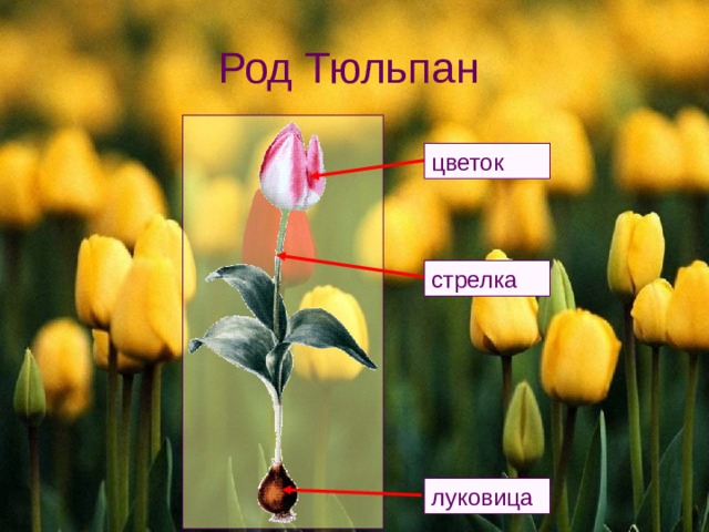 Род Тюльпан цветок стрелка  Одними из самых известных лилейных растений являются разнообразные тюльпаны.  Для тюльпанов, как и для многих других лилейных, характерно наличие луковицы.  Цветок тюльпана высоко поднимается на цветоносном побеге. Такой побег называется 