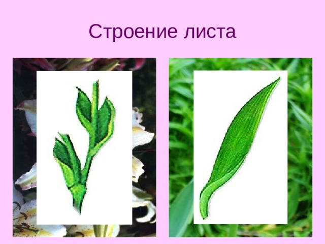 Строение листа У растений семейства Лилейные листья простые, цельные, ланцетные, заостренно-овальные, линейные с дуговидным жилкованием. 15 
