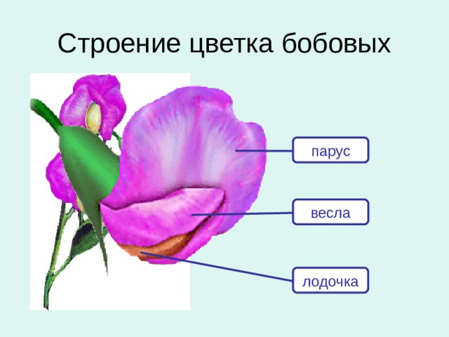 Строение цветка бобовых парус весла У многих бобовых цветок имеет удивительное строение. Ты можешь себе представить, что в нежном и ароматном цветке душистого горошка есть парус, весла и лодочка? Похоже на сказку? Но это на самом деле так.  Давай внимательно посмотрим на цветок горошка.  Та-а-ак! Где же тут лодочка? Уж не уплыла ли она? Нет, смотри! Лодочкой называют два нижних лепестка, которые срослись между собой.  А вот эти два боковых лепесточка назвали веслами или крыльями (ведь и растения эти иногда называют не бобовыми, а мотыльковыми).  И над всей этой конструкцией возвышается самый большой лепесток – парус. А ведь он действительно похож на парус самой настоящей лодки. лодочка 6 