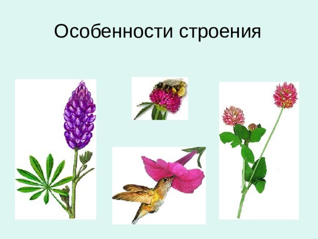 Особенности строения Для большинства бобовых общим является строение цветка. Цветки чаще всего собраны в соцветие: головка (клевер) или кисть (люпин).  Большинство бобовых опыляются насекомыми, а у тропических бобовых – даже птицами и летучими мышами. 7 