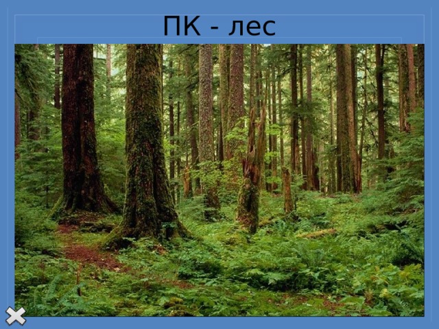 ПК - лес Представьте себе, что на большой площади вырубили лес. Что произойдет?  Улетят птицы, гнездившиеся в лесу. Уйдут или погибнут лесные звери, Уменьшится поступление кислорода в атмосферу и меньше будет поглощаться из нее углекислого газа. Вода дождей и талые воды станут быстрее стекать по безлесной поверхности, размывая ее. Усилится рост оврагов. Меньше воды успеет просочиться, и уровень грунтовых вод может понизиться. А это значит, что уменьшится грунтовое питание рек. Обязательно изменится почва. И это еще не все возможные изменения.   