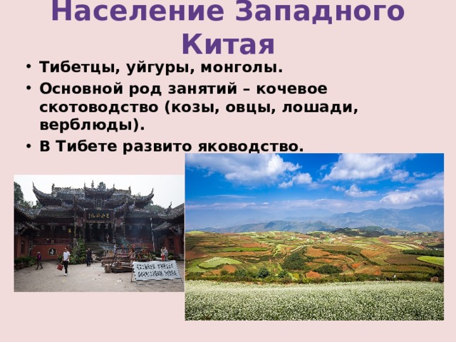 Население Западного Китая Тибетцы, уйгуры, монголы. Основной род занятий – кочевое скотоводство (козы, овцы, лошади, верблюды). В Тибете развито яководство. 