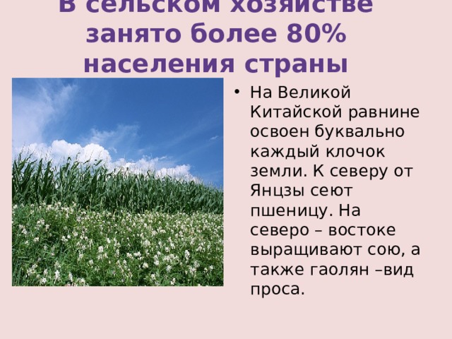 В сельском хозяйстве занято более 80% населения страны На Великой Китайской равнине освоен буквально каждый клочок земли. К северу от Янцзы сеют пшеницу. На северо – востоке выращивают сою, а также гаолян –вид проса. 