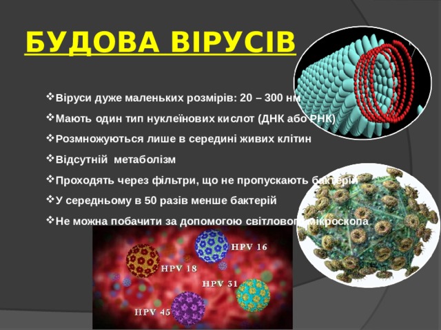 БУДОВА ВІРУСІВ Віруси дуже маленьких розмірів: 20 – 300 нм Мають один тип нуклеїнових кислот (ДНК або РНК) Розмножуються лише в середині живих клітин Відсутній метаболізм Проходять через фільтри, що не пропускають бактерій У середньому в 50 разів менше бактерій Не можна побачити за допомогою світлового мікроскопа  