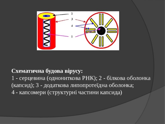 Схематична будова вірусу: 1 - серцевина (однониткова РНК); 2 - білкова оболонка (капсид); 3 - додаткова липопротеїдна оболонка; 4 - капсомери (структурні частини капсида) 