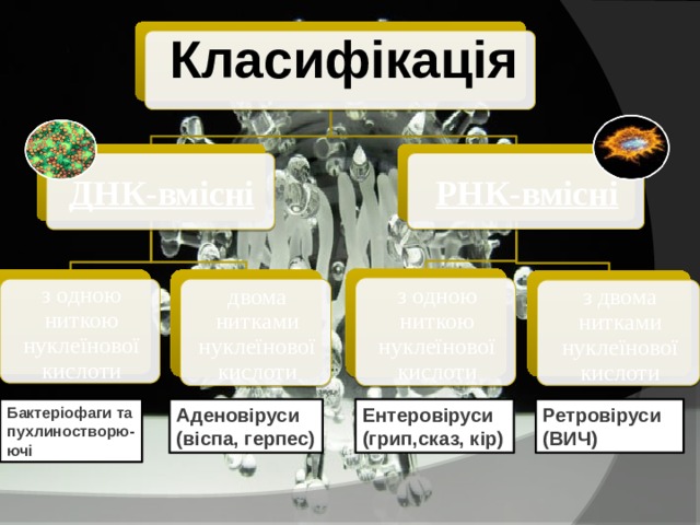 Класифікація РНК-вмісні ДНК-вмісні з одною ниткою нуклеїнової кислоти  двома нитками нуклеїнової кислоти з одною ниткою нуклеїнової кислоти з двома нитками нуклеїнової кислоти Бактеріофаги та пухлиностворю-ючі Аденовіруси Ентеровіруси Ретровіруси (віспа, герпес) (грип,сказ, кір) (ВИЧ) 