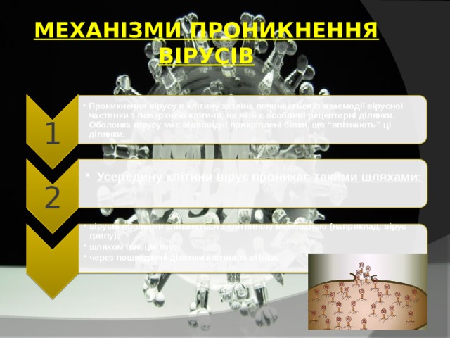 1  Проникнення вірусу в клітину хазяїна починається із взаємодії вірусної частинки з поверхнею клітини, на якій є особливі рецепторні ділянки. Оболонка вірусу має відповідні прикріплені білки, що “впізнають” ці ділянки. Проникнення вірусу в клітину хазяїна починається із взаємодії вірусної частинки з поверхнею клітини, на якій є особливі рецепторні ділянки. Оболонка вірусу має відповідні прикріплені білки, що “впізнають” ці ділянки. 2  Усередину клітини вірус проникає такими шляхами: Усередину клітини вірус проникає такими шляхами:  вірусні оболонки зливаються з клітинною мембраною (наприклад, вірус грипу); шляхом піноцитозу; через пошкоджені ділянки клітинної стінки. вірусні оболонки зливаються з клітинною мембраною (наприклад, вірус грипу); шляхом піноцитозу; через пошкоджені ділянки клітинної стінки.   МЕХАНІЗМИ ПРОНИКНЕННЯ ВІРУСІВ 