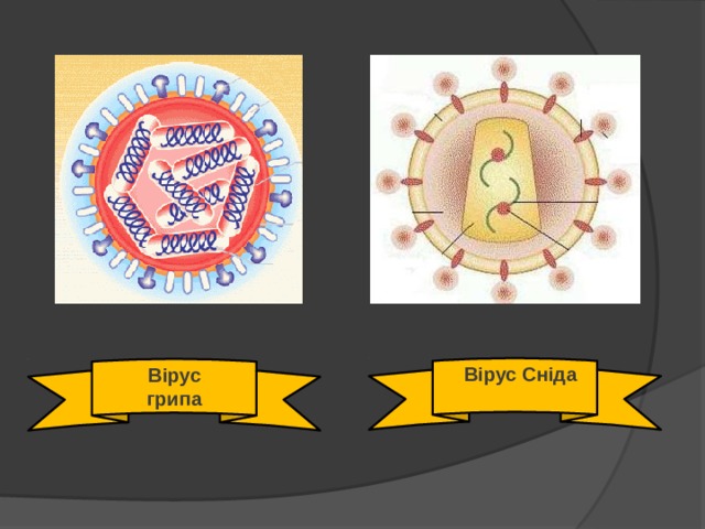 Вирус гриппа Вірус Сніда Вірус грипа 