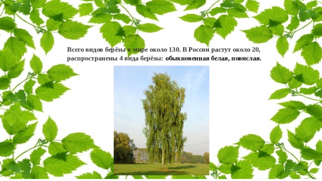 Всего видов берёзы в мире около 130. В России растут около 20, распространены 4 вида берёзы: обыкновенная белая, повислая. 
