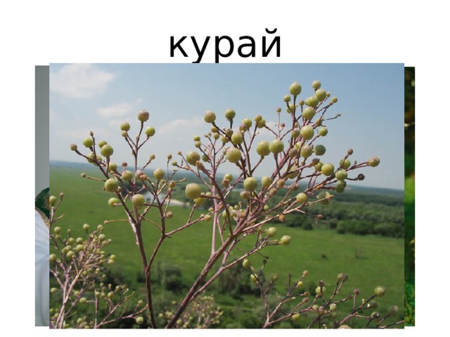 курай 