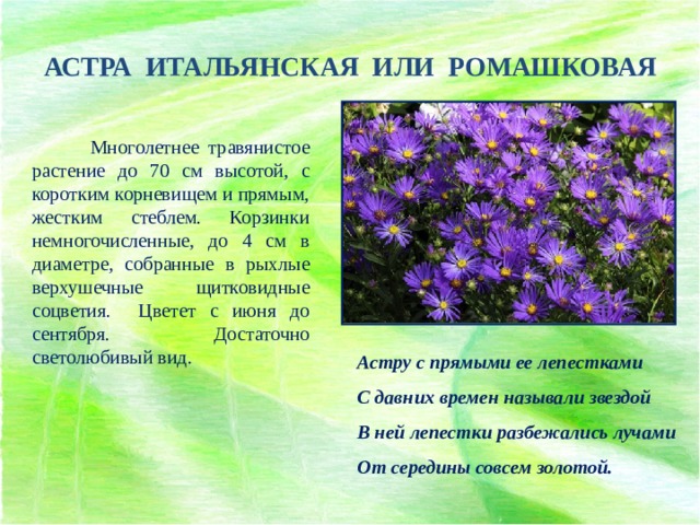 АСТРА ИТАЛЬЯНСКАЯ ИЛИ РОМАШКОВАЯ  Многолетнее травянистое растение до 70 см высотой, с коротким корневищем и прямым, жестким стеблем. Корзинки немногочисленные, до 4 см в диаметре, собранные в рыхлые верхушечные щитковидные соцветия. Цветет с июня до сентября. Достаточно светолюбивый вид.  Астру с прямыми ее лепестками С давних времен называли звездой В ней лепестки разбежались лучами От середины совсем золотой. 