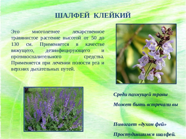 ШАЛФЕЙ КЛЕЙКИЙ Это многолетнее лекарственное травянистое растение высотой от 50 до 130 см. Применяется в качестве вяжущего, дезинфицирующего и противоспалительного средства. Применяется при лечении полости рта и верхних дыхательных путей. Среди пахнущей травы  Может быть встречали вы  Помогает «духом фей»  Простудившимся шалфей. 
