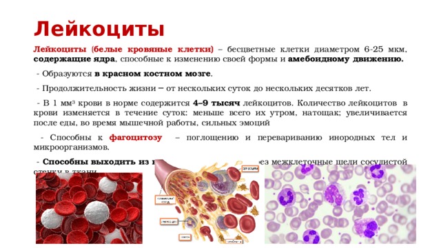 Лейкоциты Лейкоциты ( белые кровяные клетки)  – бесцветные клетки диаметром 6-25 мкм, содержащие ядра , способные к изменению своей формы и амебоидному движению.  - Образуются в красном костном мозге .  - Продолжительность жизни ─ от нескольких суток до нескольких десятков лет.  - B 1 мм 3 крови в норме содержится 4–9 тысяч лейкоцитов. Количество лейкоцитов в крови изменяется в течение суток: меньше всего их утром, натощак; увеличивается после еды, во время мышечной работы, сильных эмоций  - Способны к фагоцитозу – поглощению и перевариванию инородных тел и микроорганизмов.  - Способны выходить из кровеносного русла через межклеточные щели сосудистой стенки в ткани. 