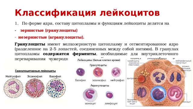Классификация лейкоцитов По форме ядра, составу цитоплазмы и функциям лейкоциты делятся на - зернистые (гранулоциты)  незернистые (агранулоциты).  Гранулоциты имеют мелкозернистую цитоплазму и сегментированное ядро (разделенное на 2-5 лопастей, соединенных между собой нитями). B гранулах цитоплазмы содержатся ферменты , необходимые для внутриклеточного переваривания чужеродных веществ. Все гранулоциты способны к фагоцитозу. 