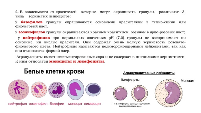 2. B зависимости от красителей, которые могут окрашивать гранулы, различают 3 типа зернистых лейкоцитов: y базофилов гранулы окрашиваются основными красителями в темно-синий или фиолетовый цвет, y эозинофилов гранулы окрашиваются красным красителем эозином в ярко-розовый цвет;  y нейтрофилов при нормальных значениях рН (7,0) гранулы не воспринимают ни основные, ни кислые красители. Они содержат очень мелкую зернистость розовато-фиолетового цвета. Нейтрофилы называются полиморфноядерными лейкоцитами, так как они отличаются формой ядер.  Агранулоциты имеют несегментированные ядра и не содержат в цитоплазме зернистости. К ним относятся моноциты и лимфоциты . 