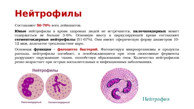 Нейтрофилы Составляют 50-70% всех лейкоцитов. Юные нейтрофилы в крови здоровых людей не встречаются, палочкоядерных может содержаться не больше 3-6%. Основную массу в циркулирующей крови составляют сегментоядерные нейтрофилы (51-67%). Они имеют сферическую форму диаметром 10-12 мкм, дольчатое трехлопастное ядро. Основная функция – фагоцитоз бактерий . Фагоцитируя микроорганизмы и продукты распада, нейтрофилы погибают, а освобождающиеся при этом лизосомные ферменты разрушают окружающие ткани, способствуя образованию гноя. Количество нейтрофилов резко возрастает при острых воспалительных и инфекционных заболеваниях. 