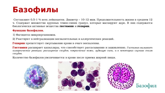 Почему повышенные базофилы. Число клеток в 1 мм3 крови базофилы. Базофилы 0,60. Базофилы 1.05. Функция клеток крови - базофилов.