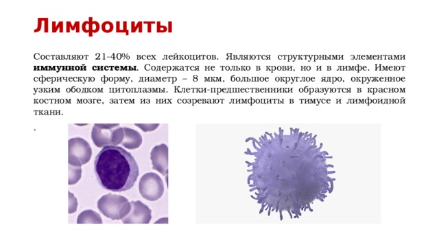 Лимфоциты Составляют 21-40% всех лейкоцитов. Являются структурными элементами иммунной системы . Содержатся не только в крови, но и в лимфе. Имеют сферическую форму, диаметр – 8 мкм, большое округлое ядро, окруженное узким ободком цитоплазмы. Клетки-предшественники образуются в красном костном мозге, затем из них созревают лимфоциты в тимусе и лимфоидной ткани. . 