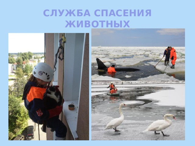 Номер службы спасения животных в ижевске. Служба спасения животных. Служба спасения животных в тольятти. Номер телефона службы спасения. Номер службы спасения животных.