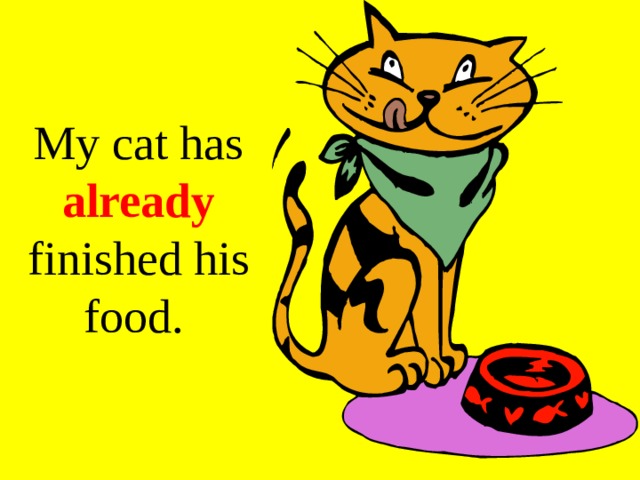 My cat has already finished his food. 