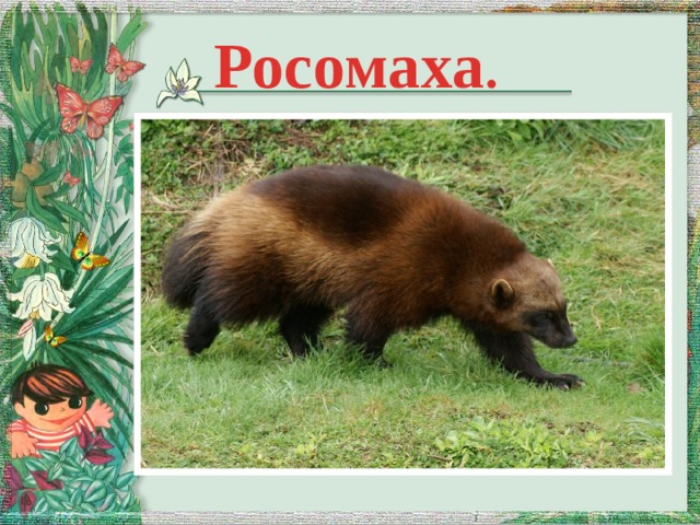 Росомаха .  