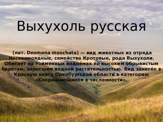 Выхухоль русская   (лат. Desmana moschata) — вид животных из отряда Насекомоядные, семейства Кротовые, рода Выхухоли. Обитает на пойменных водоёмах по высоким обрывистым берегам, заросшим водной растительностью. Вид занесён в Красную книгу Оренбургской области в категорию «Сокращающиеся в численности».  