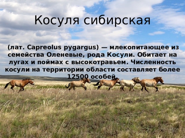   Косуля сибирская      (лат. Capreolus pygargus) — млекопитающее из семейства Оленевые, рода Косули. Обитает на лугах и поймах с высокотравьем. Численность косули на территории области составляет более 12500 особей.  