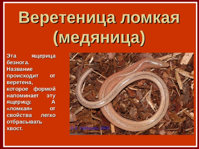 Веретеница ломкая (медяница) Эта ящерица безнога. Название происходит от веретена, которое формой напоминает эту ящерицу. А «ломкая» от свойства легко отбрасывать хвост. 
