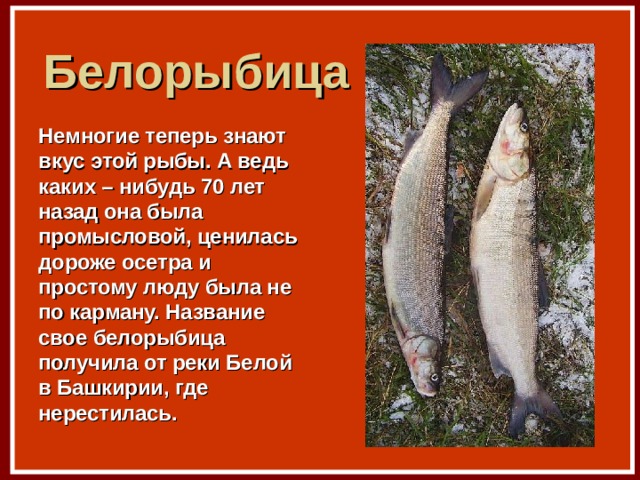 Белорыбица Немногие теперь знают вкус этой рыбы. А ведь каких – нибудь 70 лет назад она была промысловой, ценилась дороже осетра и простому люду была не по карману. Название свое белорыбица получила от реки Белой в Башкирии, где нерестилась. 