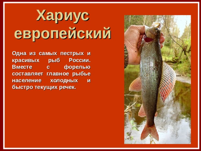 Хариус европейский Одна из самых пестрых и красивых рыб России. Вместе с форелью составляет главное рыбье население холодных и быстро текущих речек. 