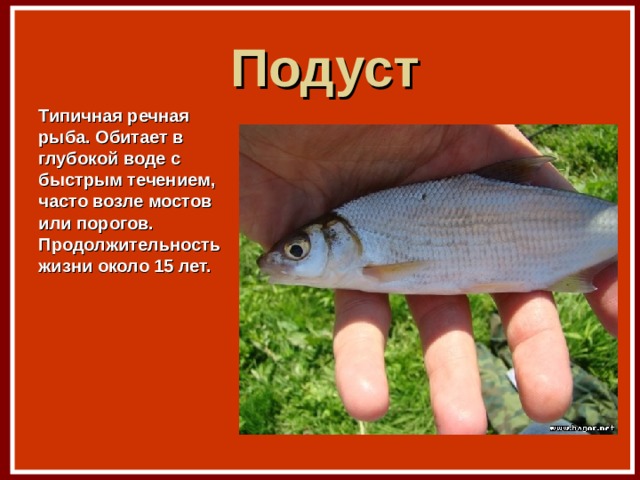 Подуст Типичная речная рыба. Обитает в глубокой воде с быстрым течением, часто возле мостов или порогов. Продолжительность жизни около 15 лет. 
