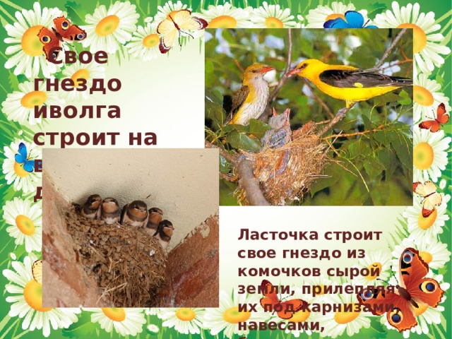  Свое гнездо иволга строит на высоком дереве Ласточка строит свое гнездо из комочков сырой земли, прилепляя их под карнизами, навесами, балками  