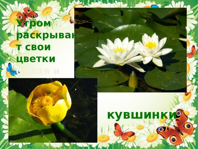 Утром раскрывают свои цветки белая и желтая  кувшинки 