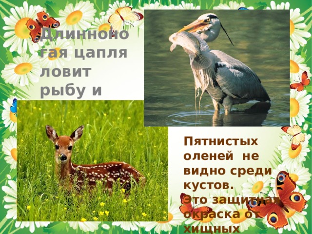 Длинноногая цапля ловит рыбу и лягушек Пятнистых оленей не видно среди кустов. Это защитная окраска от хищных зверей 