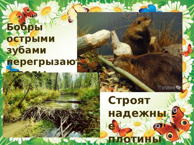 Бобры острыми зубами перегрызают стволы деревьев Строят надежные плотины 