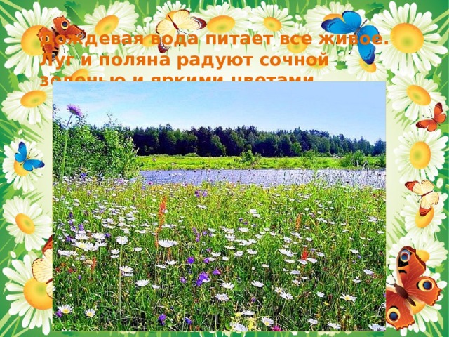Дождевая вода питает все живое. Луг и поляна радуют сочной зеленью и яркими цветами. 