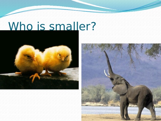 Who is smaller? 