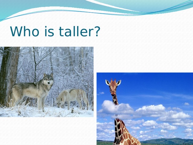 Who is taller? 