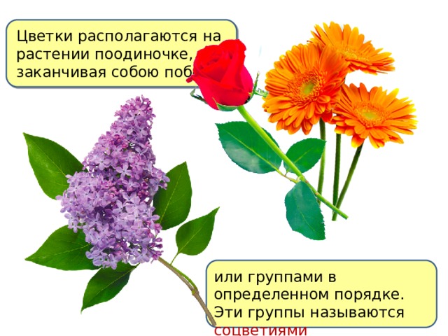 Цветки располагаются на растении по­одиночке, заканчивая собою побег или группами в определенном порядке. Эти группы называются соцветиями 