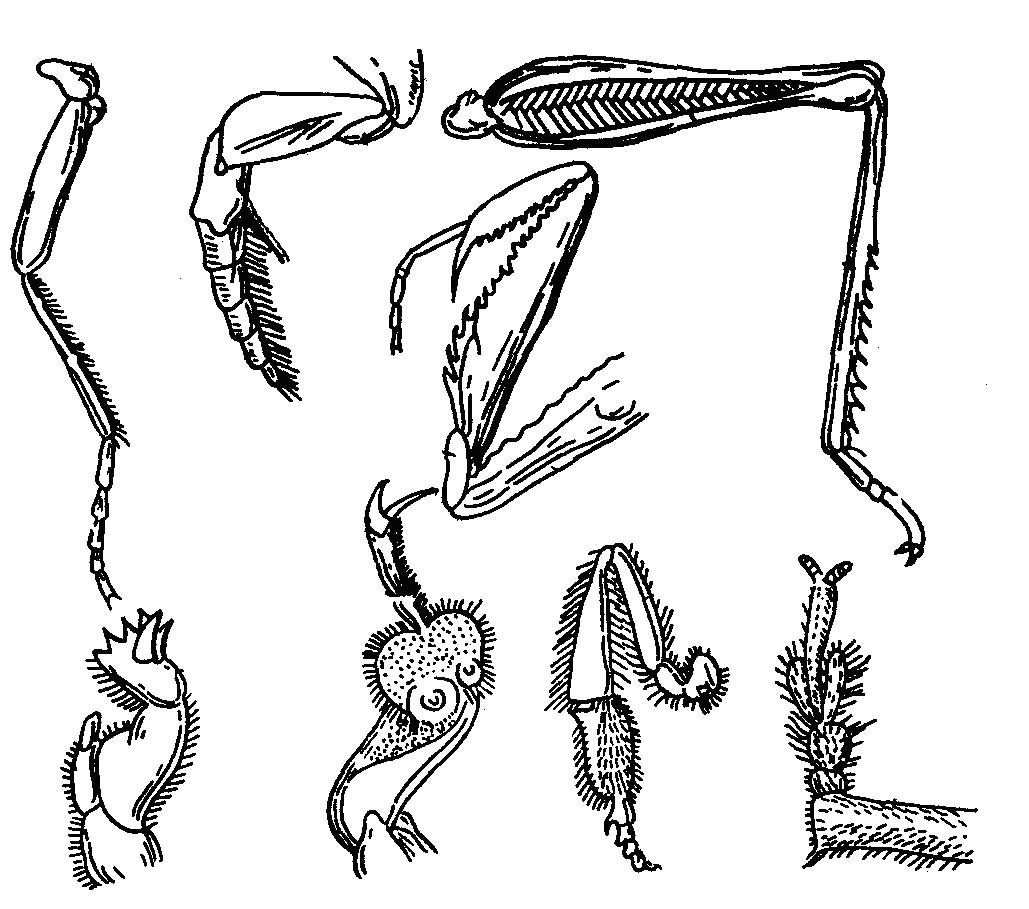 Переходные формы гомологичные органы рудименты. Типы ходильных конечностей насекомых. Бегательные конечности насекомых. Строение ходильной конечности насекомого.