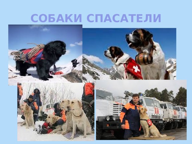 СОБАКИ СПАСАТЕЛИ 