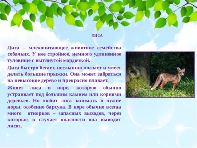  ЛИСА   Лиса – млекопитающее животное семейства собачьих. У нее стройное, немного удлиненное туловище с вытянутой мордочкой. Лиса быстро бегает, неслышно ползает и умеет делать большие прыжки. Она может забраться на невысокое дерево и прекрасно плавает. Живет лиса в норе, которую обычно устраивает под большим камнем или корнями деревьев. Но любит лиса занимать и чужие норы, особенно барсука. В норе обычно всегда много отнорков – запасных выходов, через которые, в случает опасности она выводит лисят. 