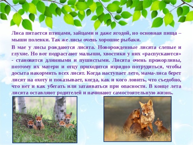 Лиса питается птицами, зайцами и даже ягодой, но основная пища – мыши полевки. Так же лисы очень хорошие рыбаки. В мае у лисы рождаются лисята.  Новорожденные лисята слепые и глухие. Но вот подрастают малыши, хвостики у них «распускаются» - становятся длинными и пушистыми. Лисята очень прожорливы, поэтому их матери и отцу приходится изрядно потрудиться, чтобы досыта накормить всех лисят. Когда наступает лето, мама-лиса берет лисят на охоту и показывает, когда, как и кого ловить, что съедобно, что нет и как убегать или затаиваться при опасности. В конце лета лисята оставляют родителей и начинают самостоятельную жизнь. 