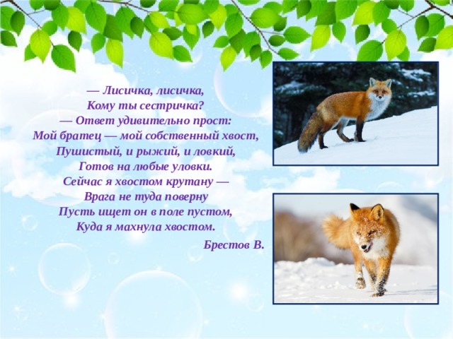 — Лисичка, лисичка,  Кому ты сестричка?  — Ответ удивительно прост:  Мой братец — мой собственный хвост,  Пушистый, и рыжий, и ловкий,  Готов на любые уловки.  Сейчас я хвостом крутану —  Врага не туда поверну  Пусть ищет он в поле пустом,  Куда я махнула хвостом. Брестов В. 