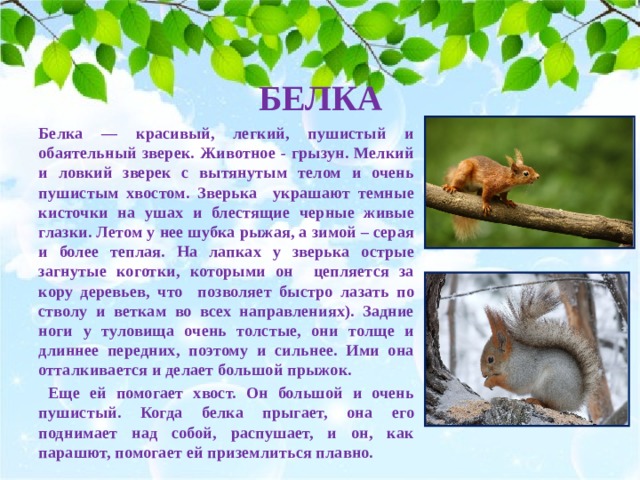 БЕЛКА Белка — красивый, легкий, пушистый и обаятельный зверек. Животное - грызун. Мелкий и ловкий зверек с вытянутым телом и очень пушистым хвостом. Зверька украшают темные кисточки на ушах и блестящие черные живые глазки. Летом у нее шубка рыжая, а зимой – серая и более теплая.  На лапках у зверька острые загнутые коготки, которыми он цепляется за кору деревьев, что позволяет быстро лазать по стволу и веткам во всех направлениях). Задние ноги у туловища очень толстые, они толще и длиннее передних, поэтому и сильнее. Ими она отталкивается и делает большой прыжок.  Еще ей помогает хвост. Он большой и очень пушистый. Когда белка прыгает, она его поднимает над собой, распушает, и он, как парашют, помогает ей приземлиться плавно.    