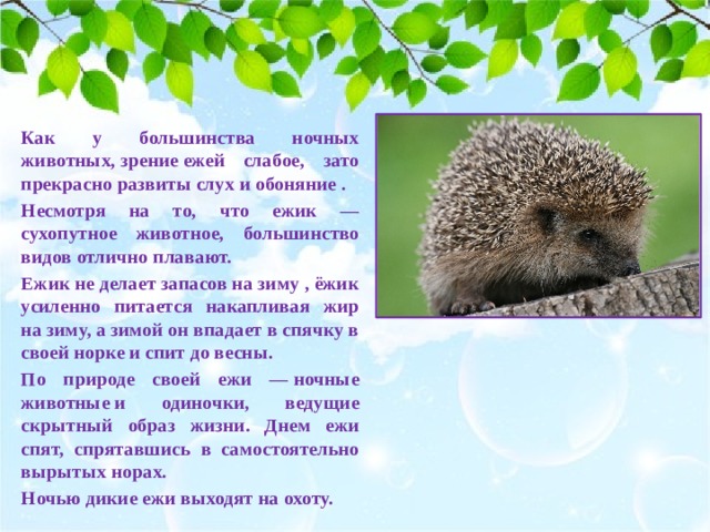 Как у большинства ночных животных, зрение ежей слабое, зато прекрасно развиты слух и обоняние . Несмотря на то, что ежик — сухопутное животное, большинство видов отлично плавают. Ежик не делает запасов на зиму , ёжик усиленно питается накапливая жир на зиму, а зимой он впадает в спячку в своей норке и спит до весны. По природе своей ежи — ночные животные и одиночки, ведущие скрытный образ жизни. Днем ежи спят, спрятавшись в самостоятельно вырытых норах. Ночью дикие ежи выходят на охоту. 